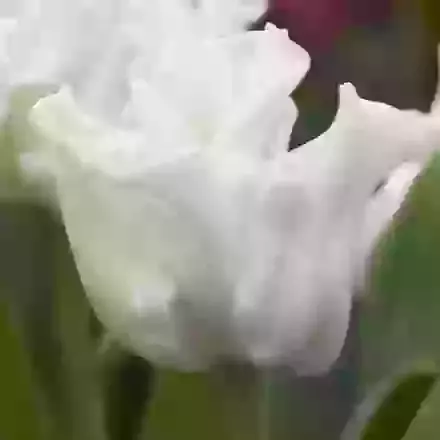White Liberstar
